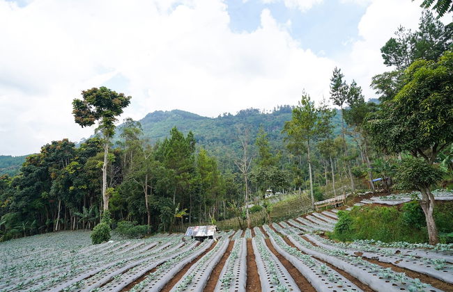 OYO Homes 91006 Eco Tourism Desa Cibodas Areng 5 Syariah - Photo 28