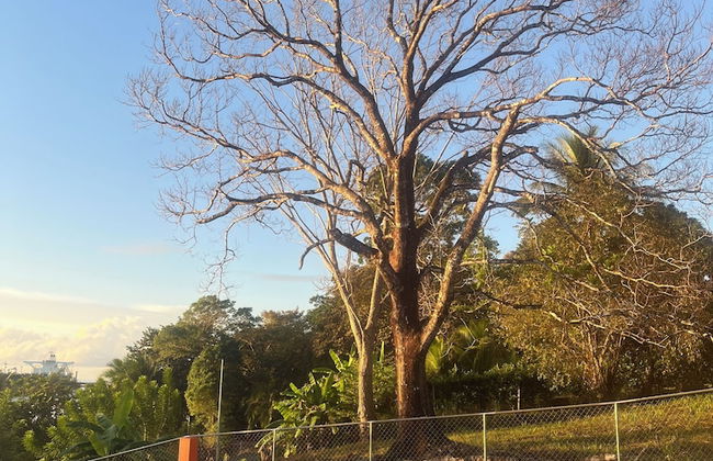 Perla Pacifico - Foto 28