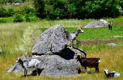 Solar da Castanha - Forest House - Foto 51