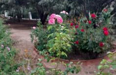 Daphne Studios - Foto 6