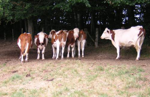 Gîte Les Hirondelles - Foto 46