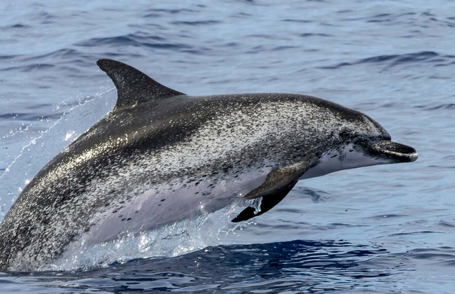 Avistamiento de cetáceos en la isla de Faial - Foto 1