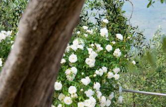 Villa Annetta - Foto 17