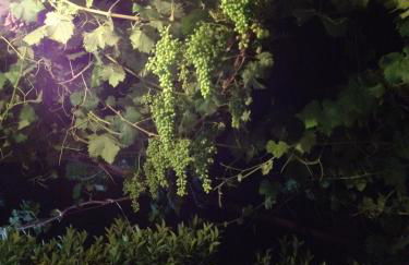 Le Querce di Cota - Foto 65