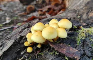 Quinta do Borges 2 - Foto 17