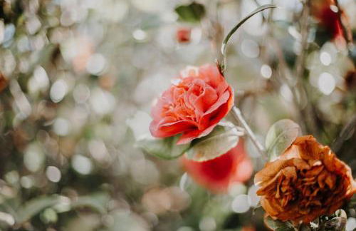 Demeure du Haut Canteloup - Foto 37