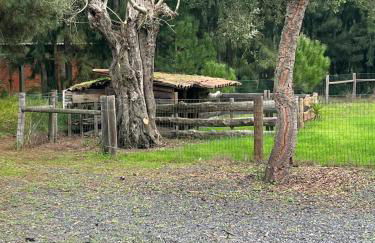 Casa Pinheiro - Foto 5