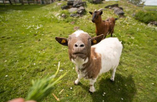 Ferienhof Homann Sauerland - Foto 32