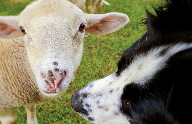 Cab'ânes du Pibeste - Foto 32