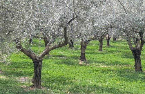 Ca'n Josep - Foto 20