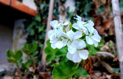 Casa Império - Azorean Boutique House - Photo 16