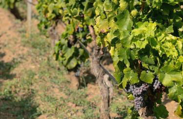 Casa di campagna 'Sa Vinzedda' - Foto 40