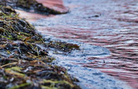 Fewo Zwergseeschwalbe - Ostsee at its best! - Foto 19