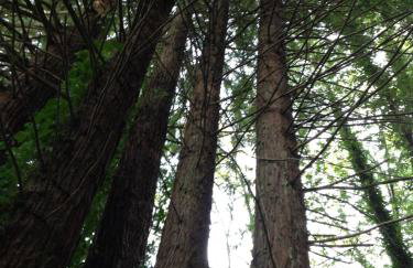 Sweet Creek - Photo 57