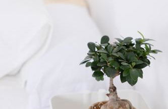 La Cochera Casa Emblemática en Santa Cruz de Tenerife - Foto 31