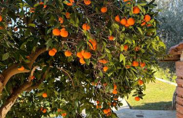 The Orange Garden - Foto 7