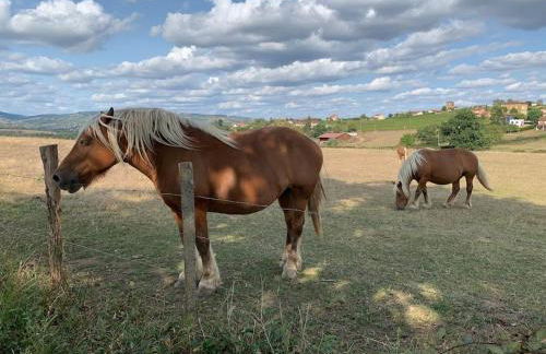 Les Sarments du Beaujolais, campagne proche Lyon - Foto 27