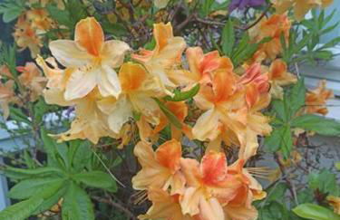 Penbryn Mynach Holiday Cottage - Foto 32