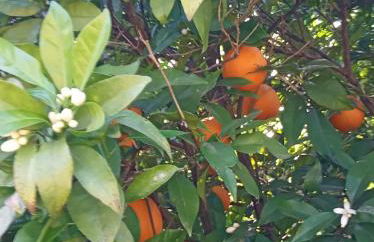 Monte Papa Figos - Foto 29