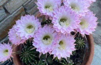 Olive Grove House - Foto 35