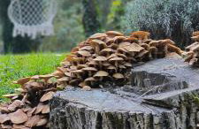 Holiday Home Forest INN - Foto 51