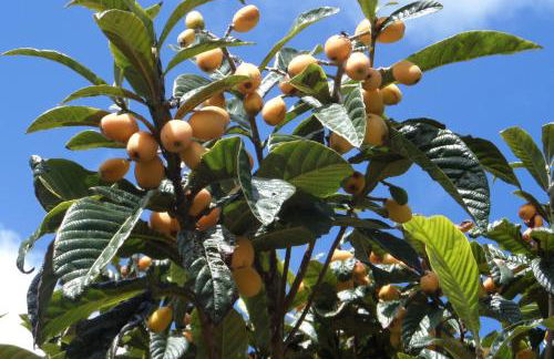 Quinta dos Sentidos Eco Nature Retreat in Azores - Photo 61