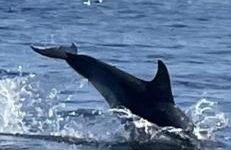 La Langouste ROUGE - Foto 31