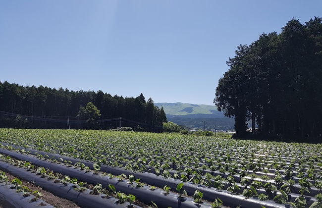 Lassy Condominium - Foto 36