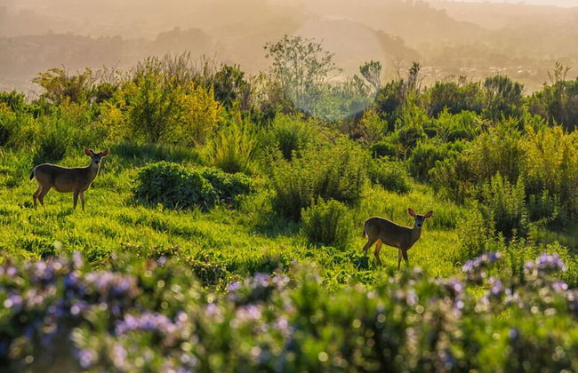LX1 Chateau D' Renaitre Estate - Carmel-by-the-sea - Foto 51