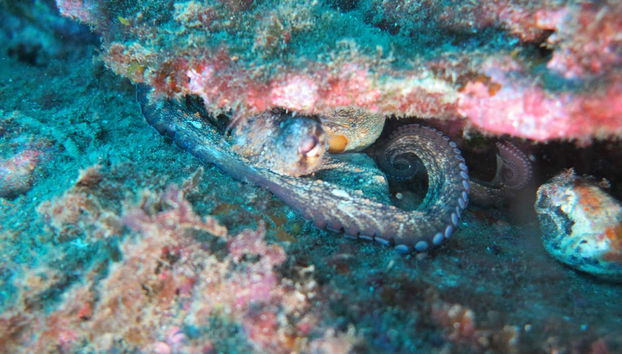 Bautismo de buceo en Denia - Foto 5