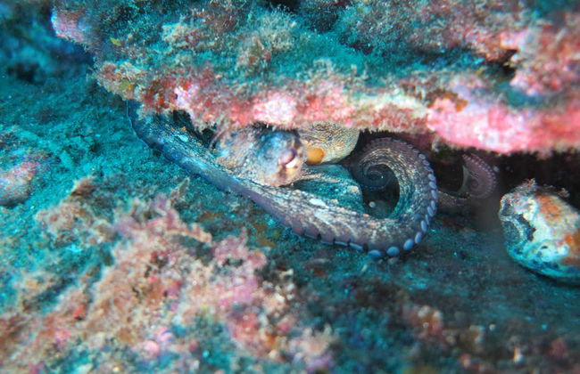 Bautismo de buceo en Denia - Foto 5
