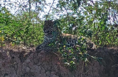 Barco Casa Pantanal Toca da Onça - Photo 54