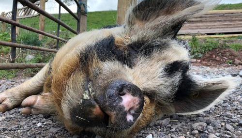 Pentwyn Cottage, Bwlch Brecon - Foto 4