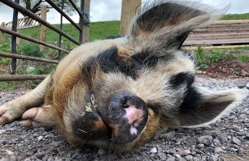 Pentwyn Cottage, Bwlch Brecon - Photo 4