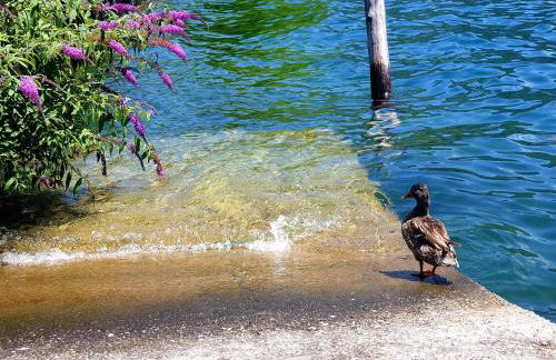 L' Oliva Nera - Foto 16