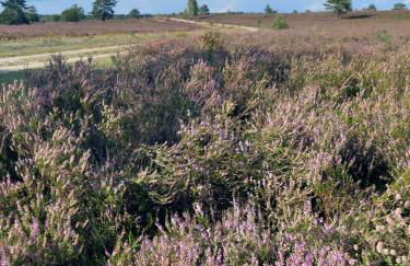 Cozy Home in der Heide, zentral und ruhig - Foto 49