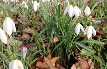 Magnifique lodge dans la forêt de Fontainebleau - Foto 6