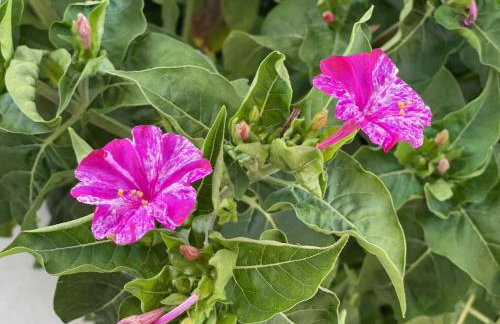 "Stalia" beach house - Foto 32