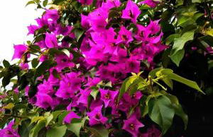 Puppo Apartments - Foto 16