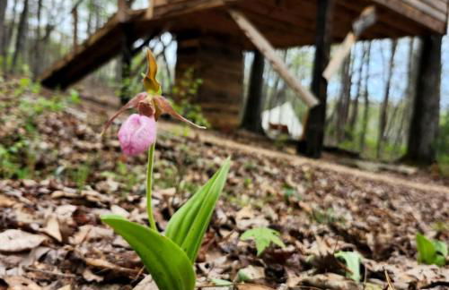 Dreamy Treehouse Cabin Oasis Near Piney River, Tennessee - Foto 26