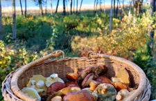 Sosnowy Azyl - Foto 39