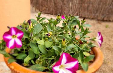 Ca la Pauleta - Foto 42