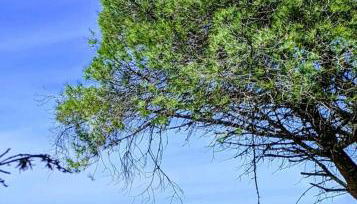 Finca el Abuelo Manuel - Foto 2