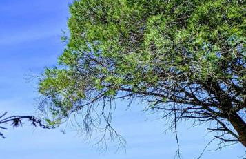 Finca el Abuelo Manuel - Foto 2