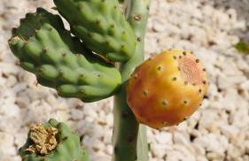 Spiaggia Dorata - Foto 28