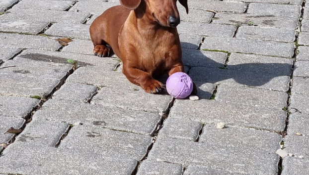 Animaux de compagnie acceptés