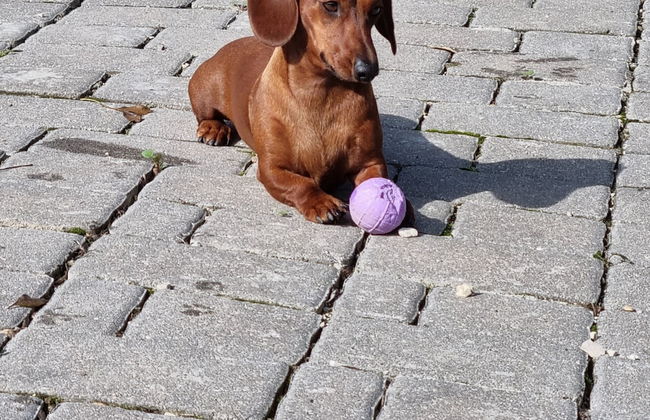 La Vigna di Ranco Ltd Num3353 - Foto 4