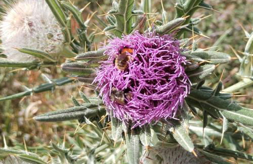 Casa Lobo Panticosa - Photo 20