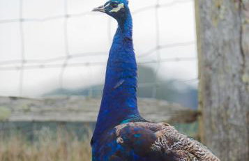 Lakeview Dome - Foto 35