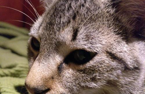 El Pedrueco Turismo Rural - Foto 34